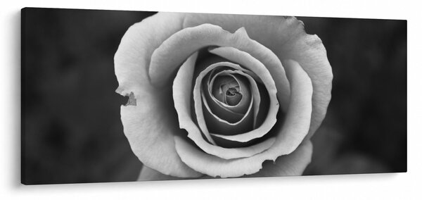 Slika ruže (120x50 cm)