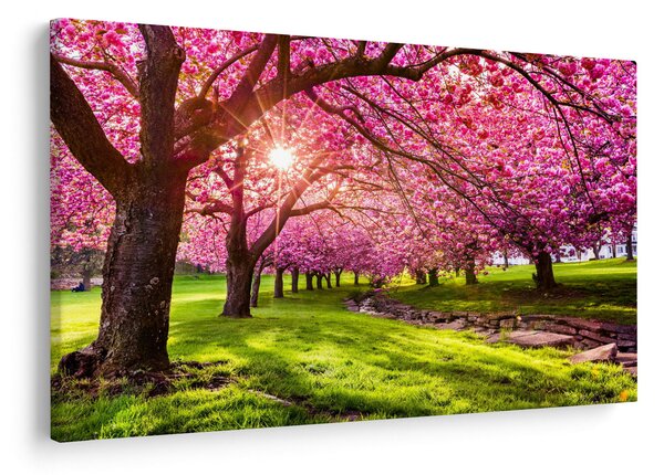 Slika procvjetalih trešanja, Hurd Park, Dover, New Jersey (90x60 cm)