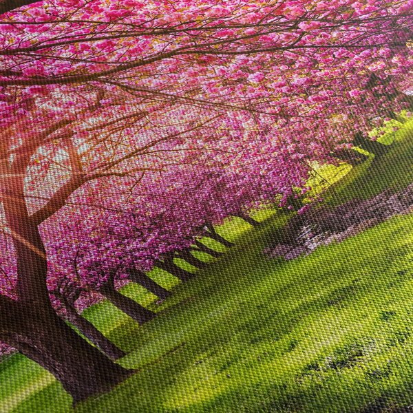 Slika procvjetalih trešanja, Hurd Park, Dover, New Jersey (150x105 cm)