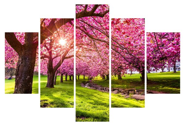 Slika procvjetalih trešanja, Hurd Park, Dover, New Jersey (150x105 cm)
