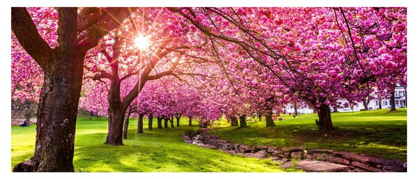 Slika procvjetalih trešanja, Hurd Park, Dover, New Jersey (120x50 cm)