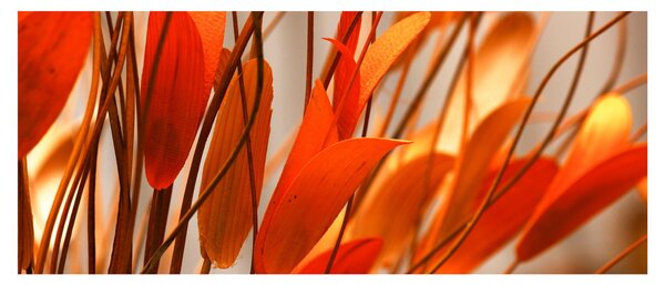 Slika cvijetnih latica (120x50 cm)