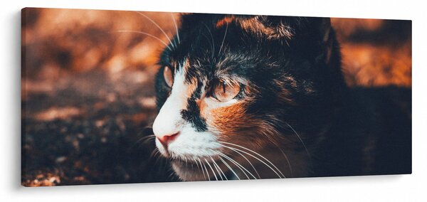 Slika - Pogled mačke (120x50 cm)