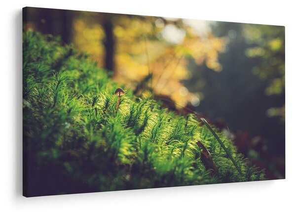 Slika mahovine sa gljivom (90x60 cm)