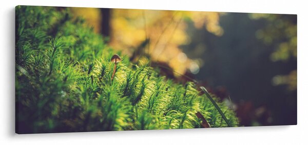 Slika mahovine sa gljivom (120x50 cm)