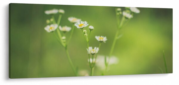 Slika Tratinčice (120x50 cm)