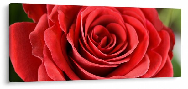 Slika cvijeta ruže (120x50 cm)