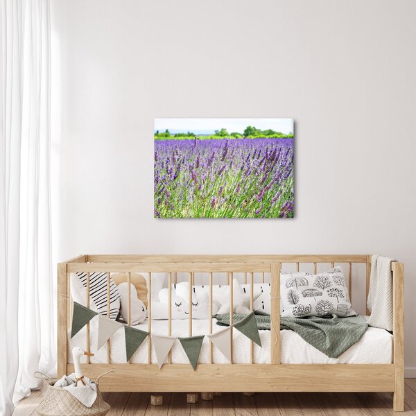 Slika polja s lavandom (70x50 cm)