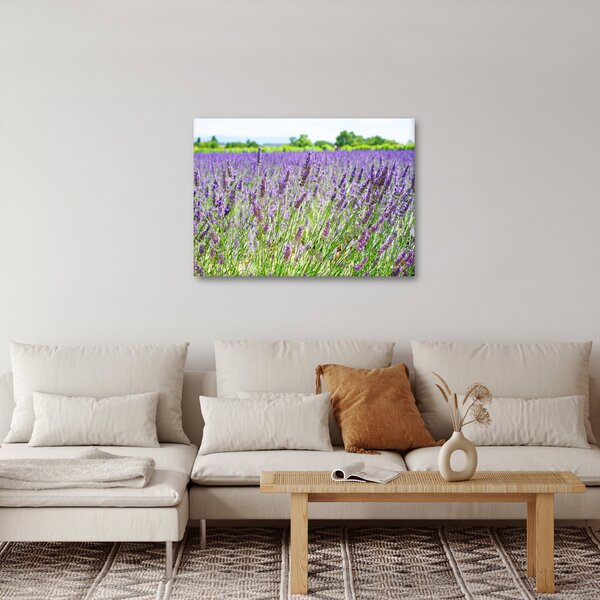 Slika polja s lavandom (70x50 cm)