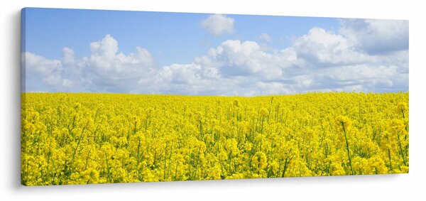 Slika žutog polja (120x50 cm)