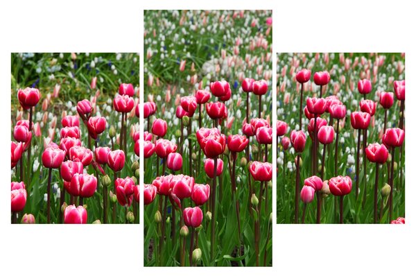 Slika tulipana (90x60 cm)