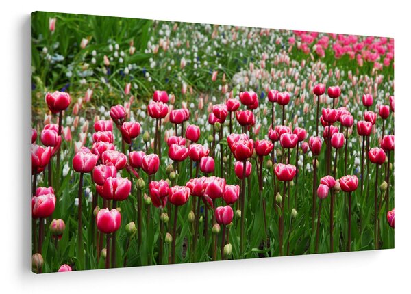 Slika tulipana (90x60 cm)