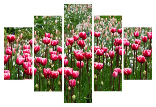 Slika tulipana (150x105 cm)