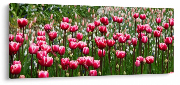 Slika tulipana (120x50 cm)