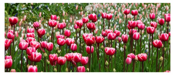 Slika tulipana (120x50 cm)