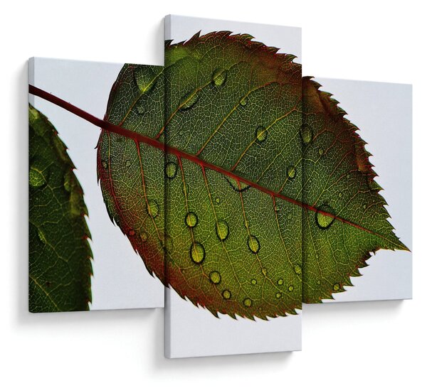 Slika - List ruže (90x60 cm)