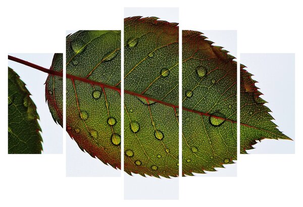 Slika - List ruže (150x105 cm)