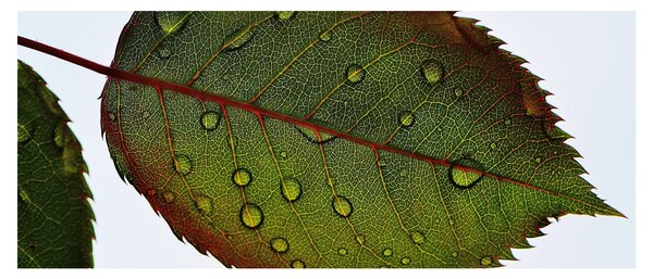 Slika - List ruže (120x50 cm)