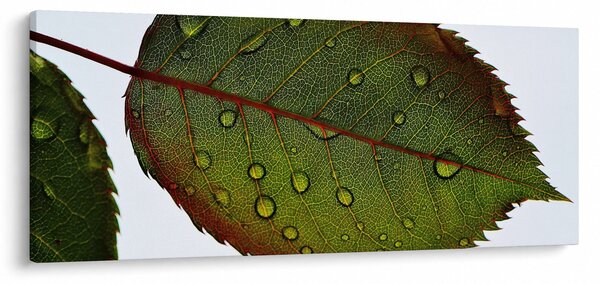 Slika - List ruže (120x50 cm)
