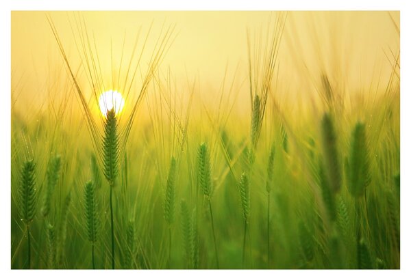 Slika polja sa žitom (90x60 cm)