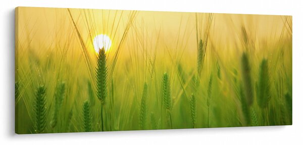 Slika polja sa žitom (120x50 cm)