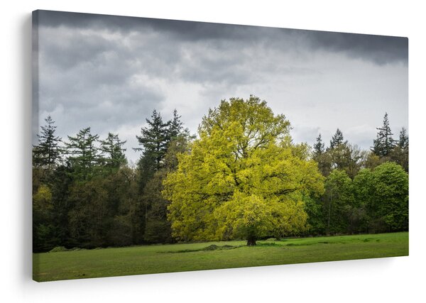 Slika zelenog stabla usred polja (90x60 cm)