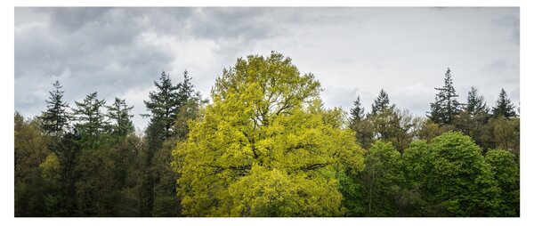 Slika zelenog stabla usred polja (120x50 cm)