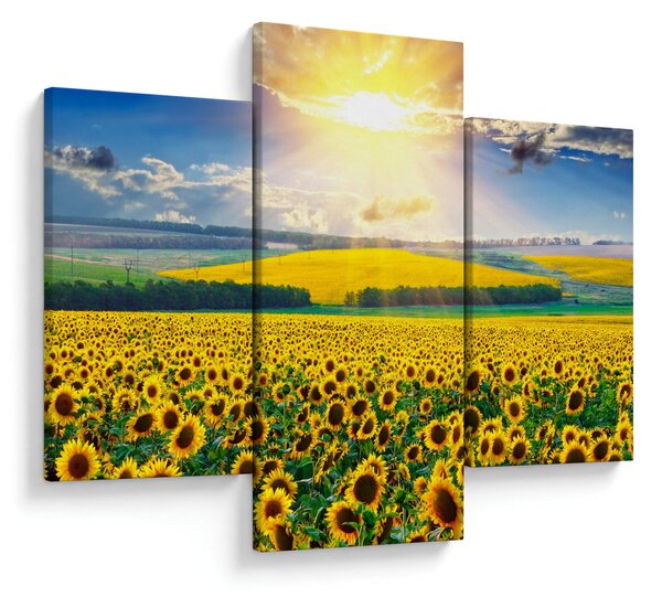 Slika - Polje suncokreta (90x60 cm)