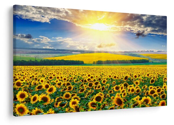 Slika - Polje suncokreta (90x60 cm)