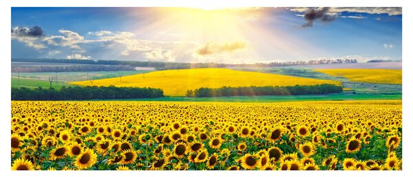 Slika - Polje suncokreta (120x50 cm)