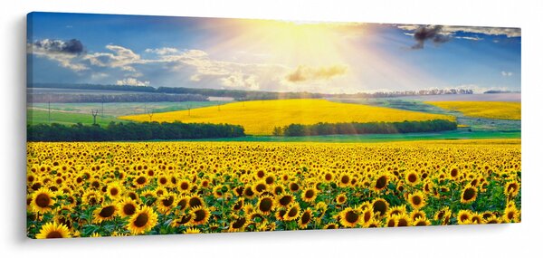 Slika - Polje suncokreta (120x50 cm)