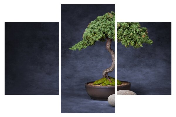 Slika - Bonsai (90x60 cm)