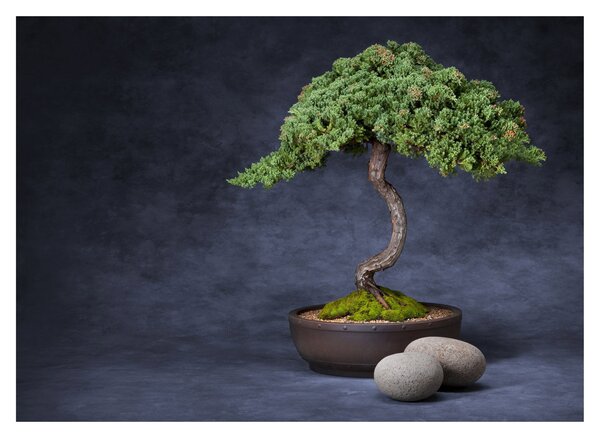 Slika - Bonsai (70x50 cm)