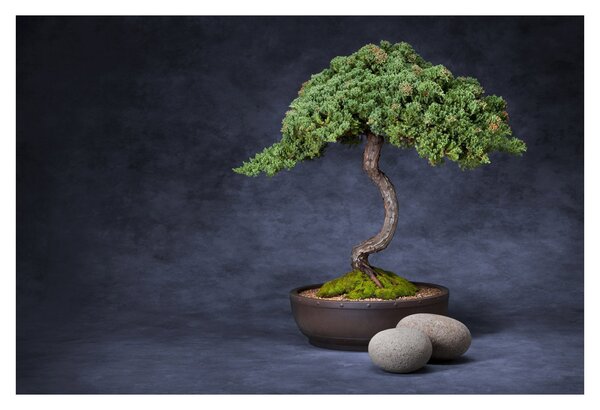 Slika - Bonsai (90x60 cm)