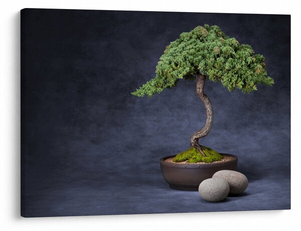 Slika - Bonsai (70x50 cm)