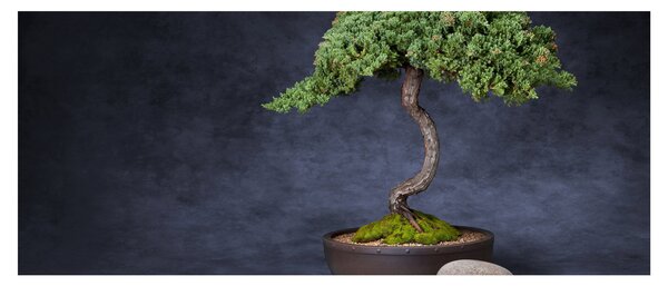 Slika - Bonsai (120x50 cm)