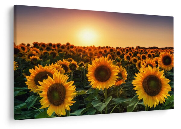 Slika - Suncokret (90x60 cm)