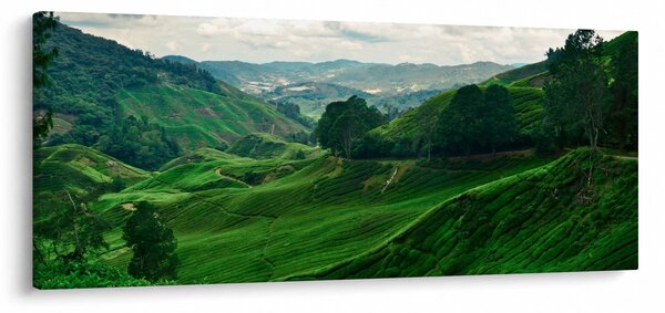 Slika - Plantaže čaja u Maleziji (120x50 cm)
