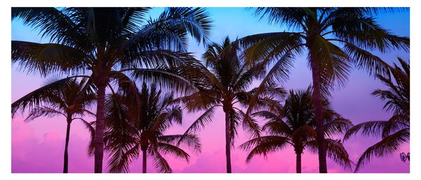 Slika - Palme u Miamiju (120x50 cm)
