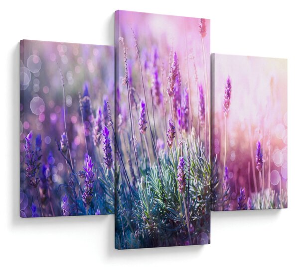 Slika - Lavanda u sjaju sunca (90x60 cm)