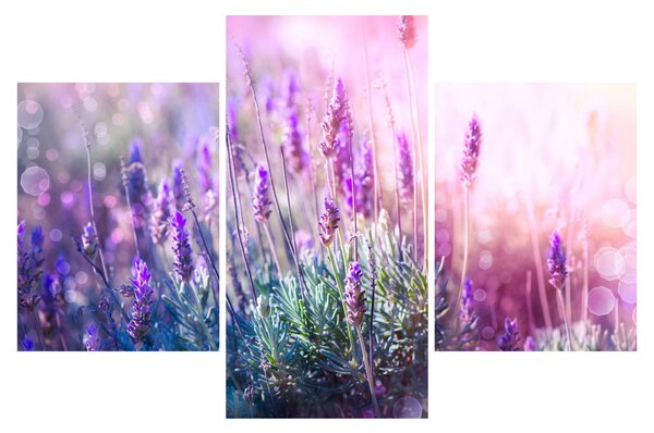 Slika - Lavanda u sjaju sunca (90x60 cm)