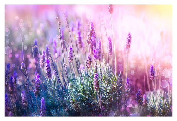 Slika - Lavanda u sjaju sunca (90x60 cm)