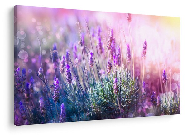 Slika - Lavanda u sjaju sunca (90x60 cm)