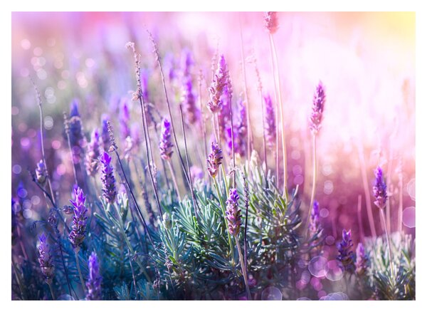 Slika - Lavanda u sjaju sunca (70x50 cm)