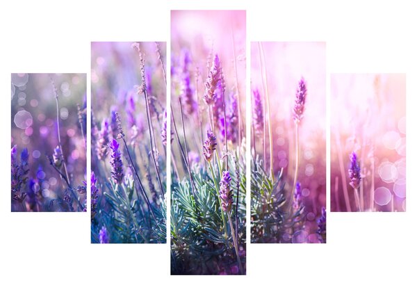 Slika - Lavanda u sjaju sunca (150x105 cm)