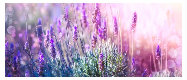 Slika - Lavanda u sjaju sunca (120x50 cm)