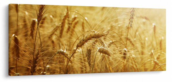 Slika - Klasovi žita (120x50 cm)