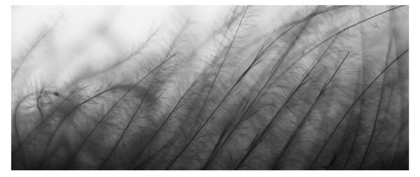 Slika - Trava na vjetru (120x50 cm)