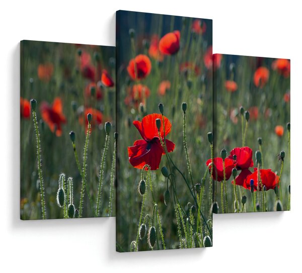 Slika - Livada s makom (90x60 cm)