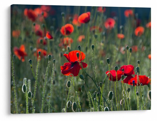 Slika - Livada s makom (70x50 cm)